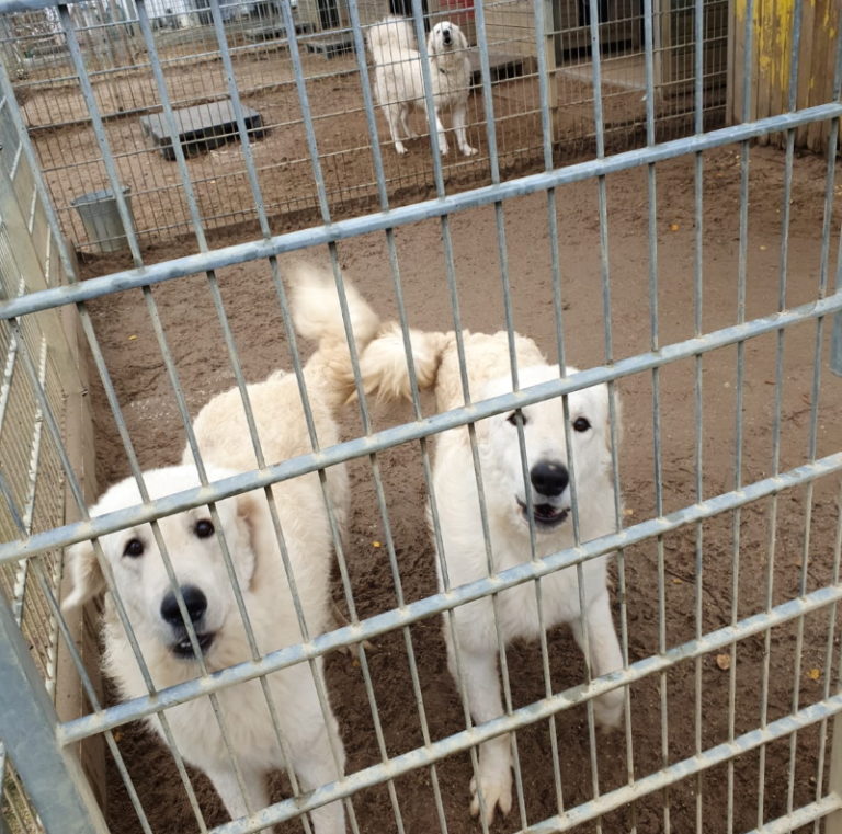 KuvaszHunde suchen neues Zuhause LokalKlick.eu