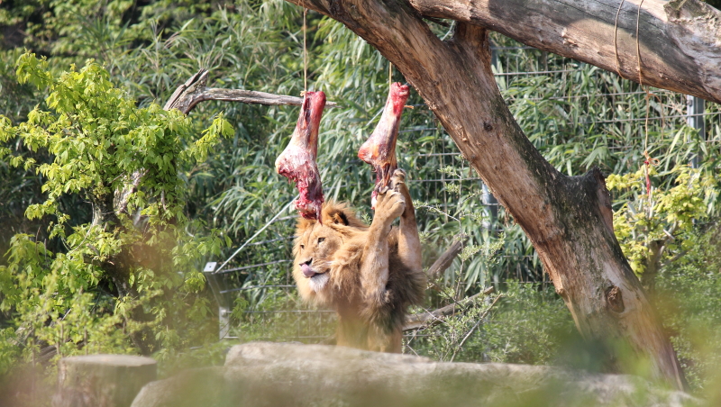 Coronaschutzverordnung Zoo Duisburg Muss Ab Montag Schliessen Lokalklick Eu